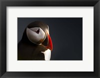 Framed Puffin Portrait