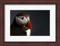 Framed Puffin Portrait