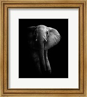 Framed Elephant!