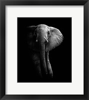 Framed Elephant!