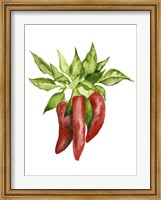 Framed Watercolor Veggie II