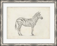 Framed Zebra Sketch