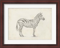 Framed Zebra Sketch