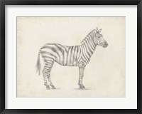 Framed Zebra Sketch