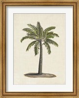Framed British Palms I