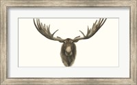 Framed Moose Bust