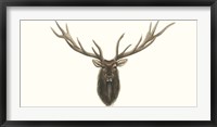 Framed Elk Bust