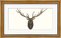 Framed Elk Bust