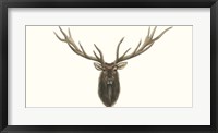 Elk Bust Framed Print