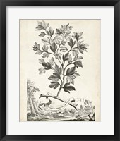 Scenic Botanical V Framed Print