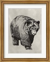Framed Pen & Ink Bear I