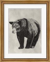 Framed Pen & Ink Bear II