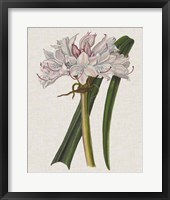 Crinium Lily I Framed Print