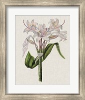 Framed Crinium Lily II