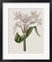 Framed Crinium Lily II