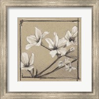 Framed White Floral Study I