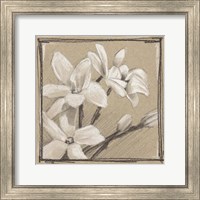 Framed White Floral Study III
