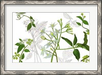 Framed Solanum I