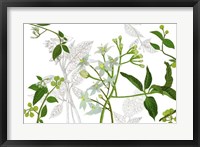 Solanum I Framed Print