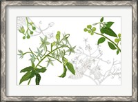 Framed Solanum II