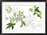 Solanum II Framed Print