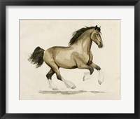 Clydesdale I Framed Print