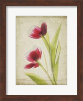 Framed Parchment Flowers III