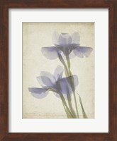 Framed Parchment Flowers VIII