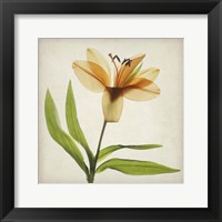 Framed Parchment Flowers XI