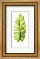 Framed Banana Leaf Study II