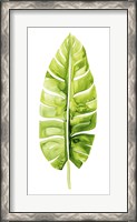 Framed Banana Leaf Study II