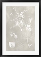 Botanical Schematic I Framed Print