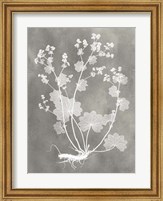 Framed Herbarium Study I