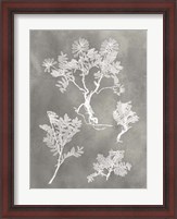 Framed Herbarium Study II