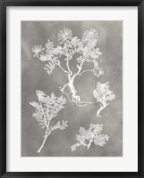 Herbarium Study II Framed Print