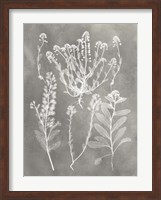 Framed Herbarium Study III