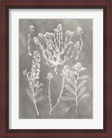 Framed Herbarium Study III