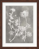 Framed Herbarium Study IV