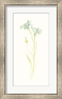 Framed Cornflower Study I