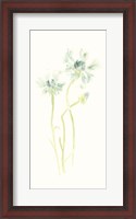 Framed Cornflower Study II
