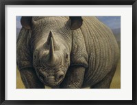 Framed Rhinos