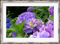 Framed My Garden Blooms