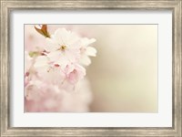 Framed Spring Blossoms