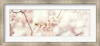 Framed Cherry Blossom