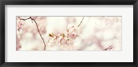 Framed Cherry Blossom