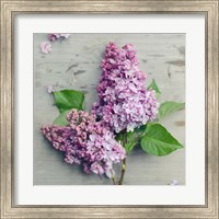 Framed Fresh Lavender Blooms