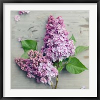 Framed Fresh Lavender Blooms