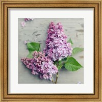 Framed Fresh Lavender Blooms