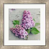 Framed Fresh Lavender Blooms