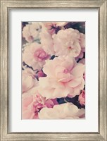 Framed Pink Blossoms I